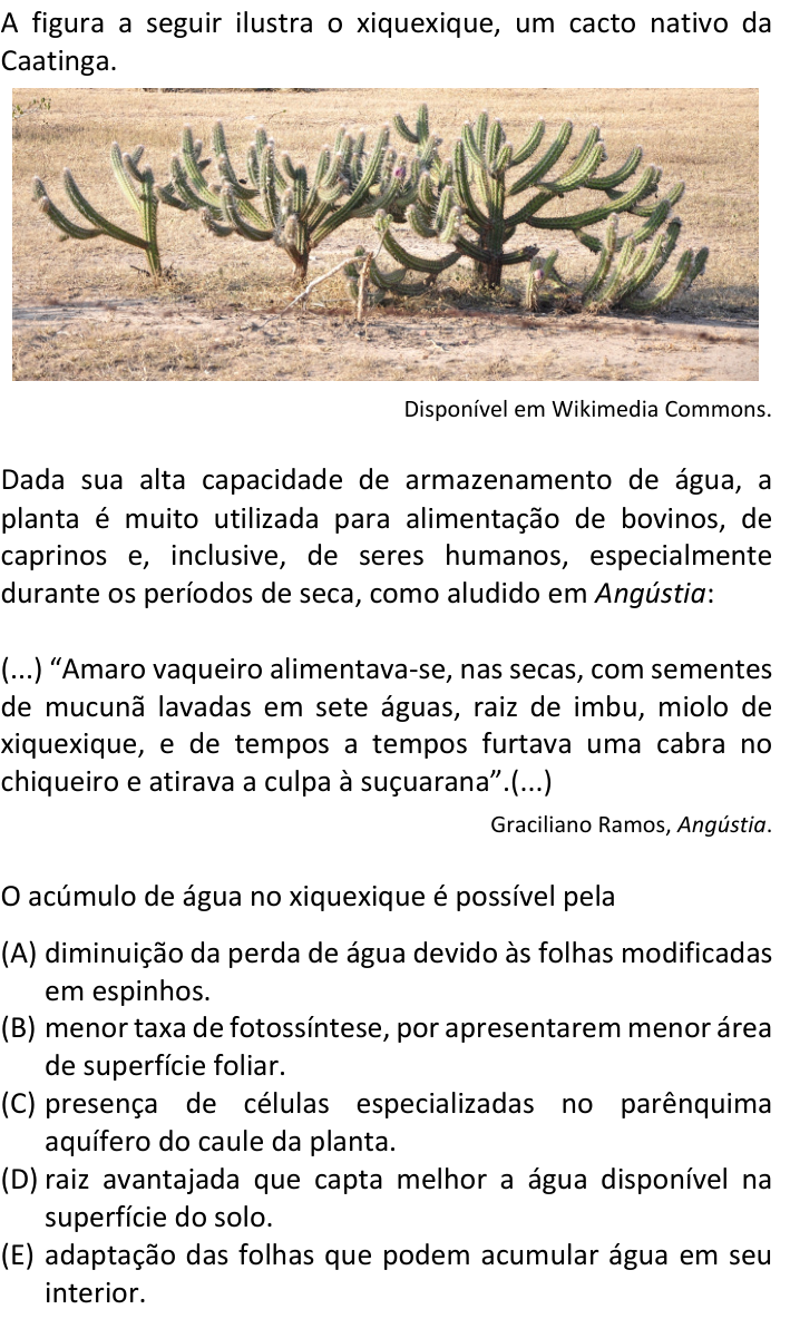 Questão 29 no caderno  da FUVEST 2023