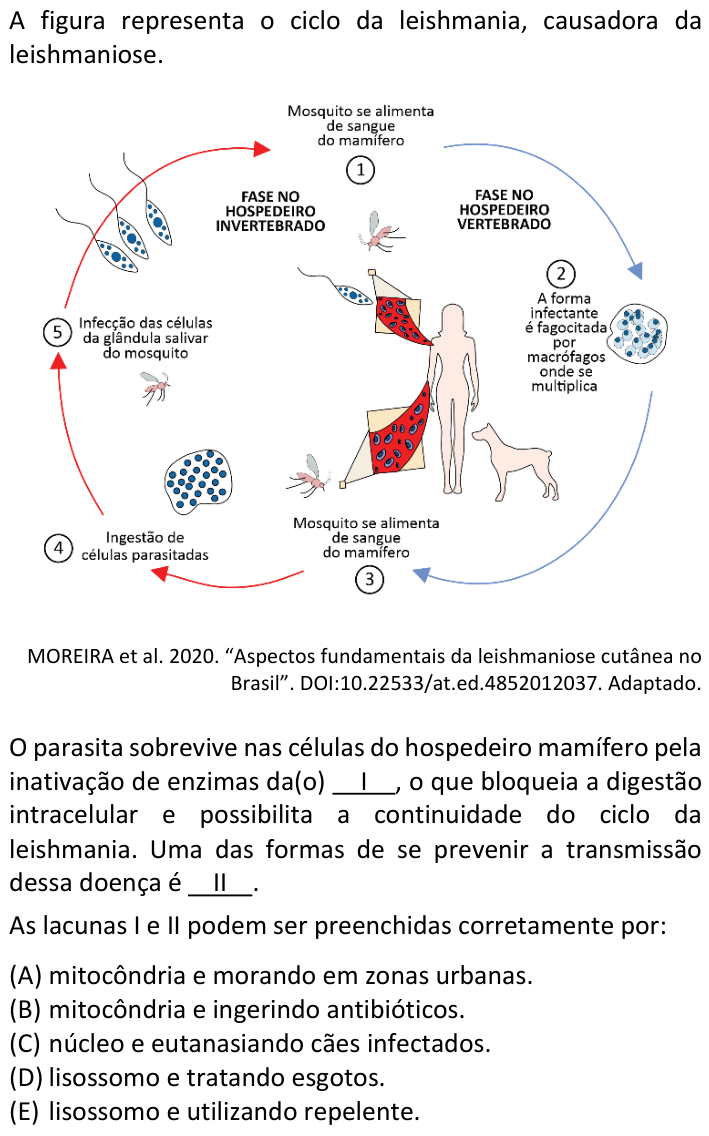 Questão 63 no caderno  da FUVEST 2023