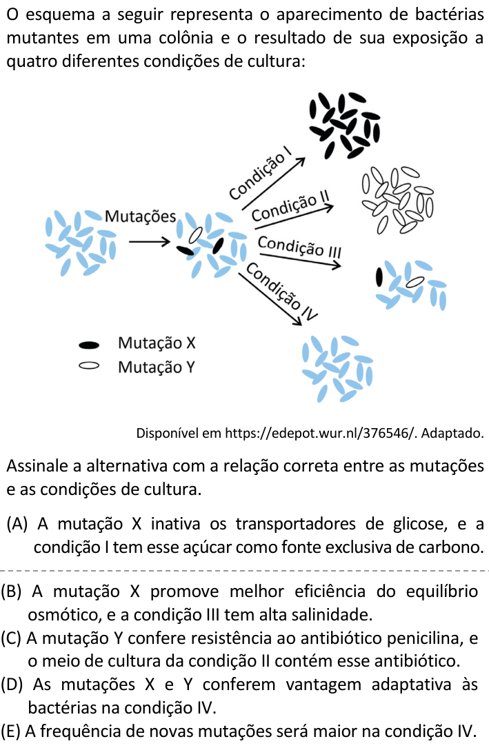 Questão 13 no caderno  da FUVEST 2022