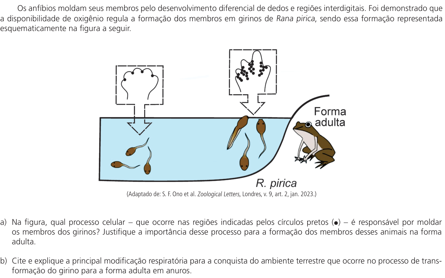 Questão 13 no caderno CB da 2ª fase da UNICAMP 2024