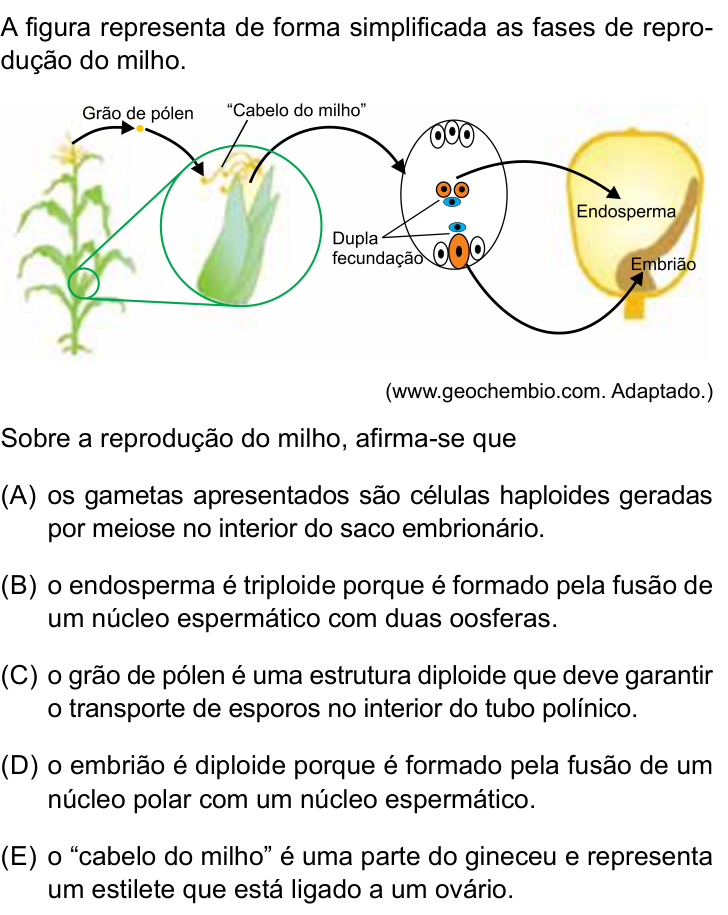 Questão 28 no caderno Prova I do Einstein 2023
