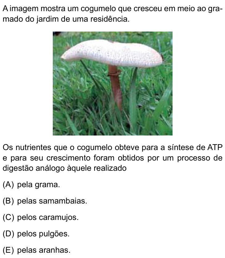 Questão 67 no caderno Conhecimentos Gerais da UNESP 2023