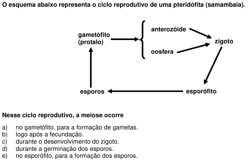 Questão 13 no caderno 1ª fase da UFPR 2006