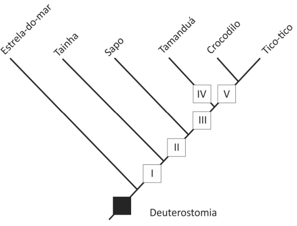 Cladograma com deuterostomia indicada por um quadrado preto na base. Os ramos terminais, da esquerda para a direita, são Estrela-do-mar, Tainha, Sapo, Tamanduá, Crocodilo e Tico-tico. Após a separação da Estrela-do-mar, a característica I marca o ramo comum aos demais grupos; após a separação da Tainha, II marca o ramo comum a Sapo, Tamanduá, Crocodilo e Tico-tico; após a separação do Sapo, III marca o ramo comum a Tamanduá, Crocodilo e Tico-tico. IV marca o ramo do Tamanduá e V marca o ramo comum a Crocodilo e Tico-tico.