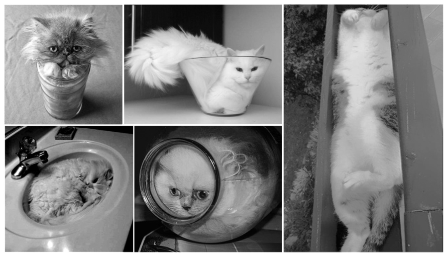 Cinco fotografias mostram gatos domésticos acomodados dentro de diferentes recipientes: um copo cilíndrico, uma taça de sobremesa cônica, uma calha estreita, uma cuba de pia e um pote arredondado de vidro, ajustando seus corpos ao formato de cada um deles.