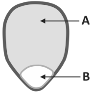 F2 Esquema de um grão de milho de pipoca em corte, com contorno cinza. A seta A aponta para a grande região interna cinza, que ocupa a maior parte do grão. A seta B aponta para uma pequena região branca na parte inferior do grão.