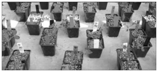 Vários pequenos vasos quadrados contendo mudas de plantas e etiquetas de identificação, dispostos em fileiras sobre uma superfície clara.