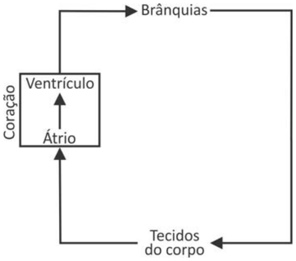 Esquema simplificado da circulação sanguínea em peixes, formando um circuito retangular fechado em sentido horário. À esquerda, uma caixa representa o "Coração", contendo no interior o "Átrio" (embaixo) com uma seta apontando para o "Ventrículo" (em cima). Do Ventrículo, uma linha sobe e vai para a direita em direção a "Brânquias". De "Brânquias", uma linha desce pelo lado direito até "Tecidos do corpo". De "Tecidos do corpo", uma linha vai para a esquerda e sobe, apontando diretamente para o Átrio do coração.