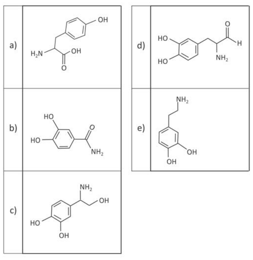 Quadro com cinco alternativas contendo fórmulas estruturais: a) anel benzênico com hidroxila ligado a -CH2-CH(NH2)-COOH; b) anel benzênico com duas hidroxilas vicinais ligado a -C(=O)NH2; c) anel benzênico com duas hidroxilas vicinais ligado a -CH(NH2)-CH2OH; d) anel benzênico com duas hidroxilas vicinais ligado a -CH2-CH(NH2)-CHO; e) anel benzênico com duas hidroxilas vicinais ligado a -CH2-CH2-NH2.