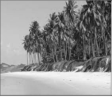 Fotografia de uma praia arenosa margeada por numerosos coqueiros altos e vegetação, sobre uma pequena elevação junto à faixa de areia.