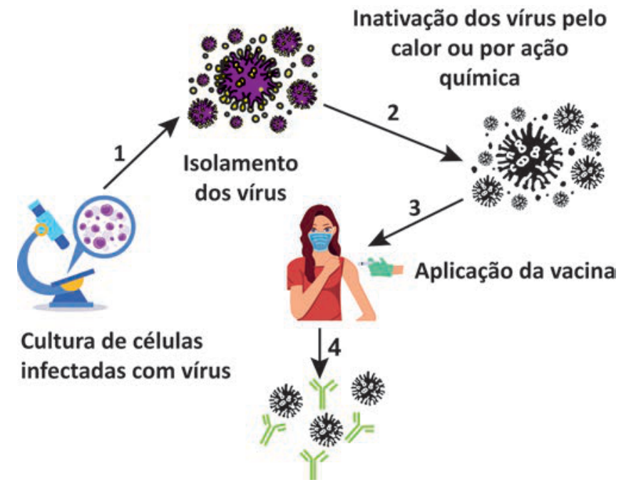 F1 Esquema mostrando as etapas da fabricação e ação de uma vacina de vírus inativado: 1. Cultura de células infectadas com vírus e isolamento dos vírus; 2. Inativação dos vírus pelo calor ou por ação química; 3. Aplicação da vacina em uma pessoa; 4. Anticorpos neutralizando os vírus no organismo.