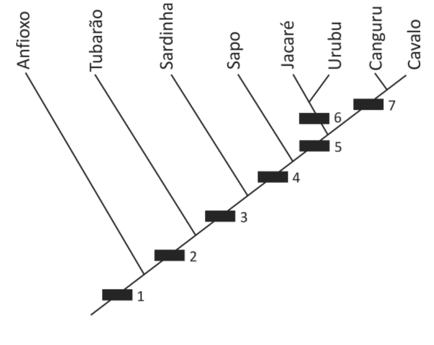 Árvore filogenética relacionando os animais anfioxo, tubarão, sardinha, sapo, jacaré, urubu, canguru e cavalo, com retângulos numerados de 1 a 7 marcando o surgimento de características evolutivas.