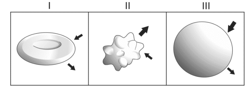 Esquema de três células animais: na figura I, a célula mantém seu formato bicôncavo normal com setas de mesma espessura indicando entrada e saída de água em equilíbrio; na figura II, a célula está enrugada (crenada), com uma seta fina para dentro e uma seta mais grossa para fora; na figura III, a célula está túrgida e arredondada, com uma seta grossa para dentro e uma seta fina para fora.