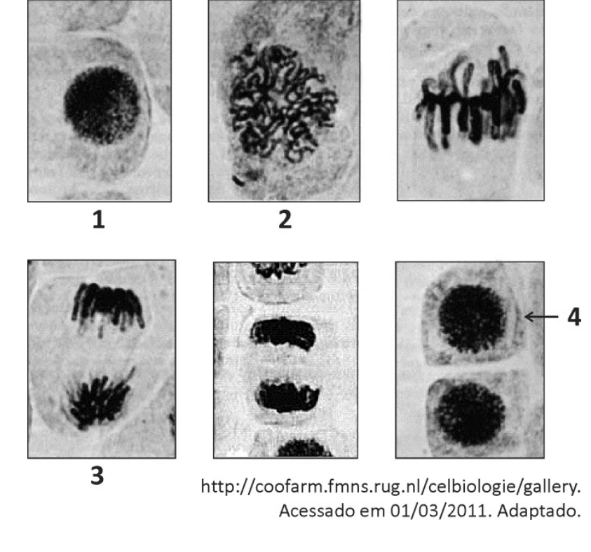 Seis fotografias de células em microscopia óptica mostrando a sequência da divisão celular: 1 mostra uma célula em interfase; 2 mostra a prófase com condensação cromossômica; a seguinte mostra a metáfase com cromossomos alinhados na placa equatorial; 3 mostra a anáfase com os cromossomos migrando para polos opostos; a seguinte mostra a telófase; e a última mostra a citocinese com formação de duas novas células, com uma seta indicando a célula superior numerada como 4.
