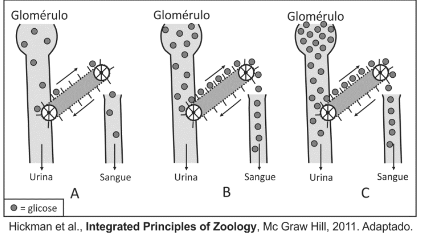 Esquema do modelo de esteira rolante para a reabsorção renal de glicose em três situações (A, B e C), ilustrando o trajeto da glicose entre o glomérulo, o fluxo para a urina e o transporte para o sangue.