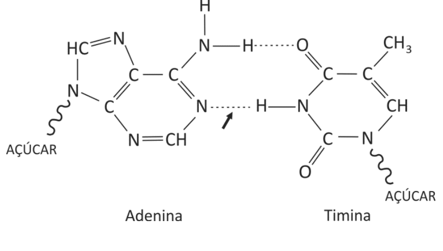 Fórmula estrutural mostrando o emparelhamento por ligações de hidrogênio entre as bases nitrogenadas Adenina e Timina, cada qual conectada a um grupo indicado como AÇÚCAR. Uma seta aponta para a ligação de hidrogênio pontilhada entre o nitrogênio do anel da Adenina e o hidrogênio ligado ao nitrogênio da Timina.