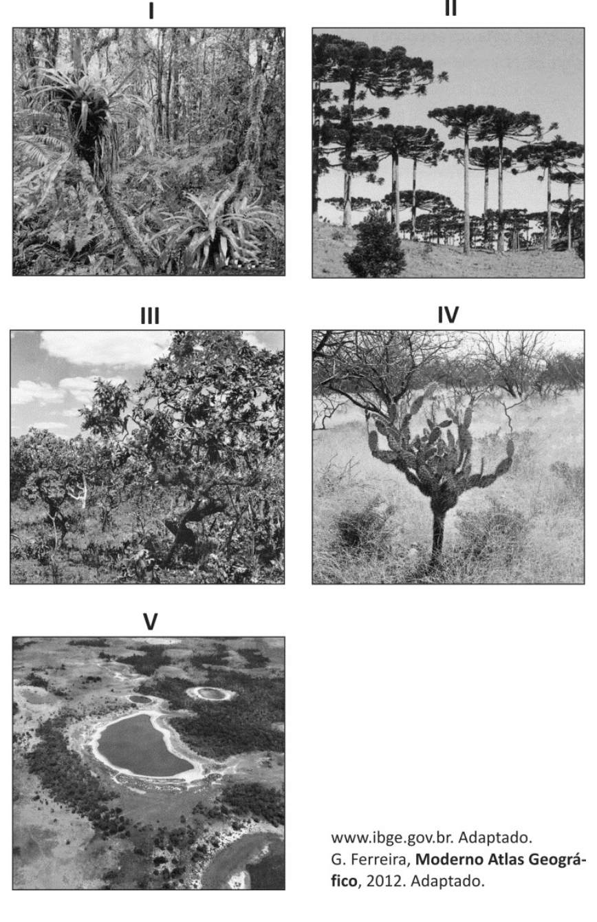 F1 Cinco fotografias numeradas de I a V retratando formações vegetais nativas do Brasil: I mostra vegetação florestal densa com bromélias epífitas; II mostra mata com araucárias; III mostra vegetação arbustiva com galhos e troncos retorcidos típica do cerrado; IV mostra vegetação semiárida com cacto típica da caatinga; V mostra vista aérea de lagoas e vegetação do Pantanal.