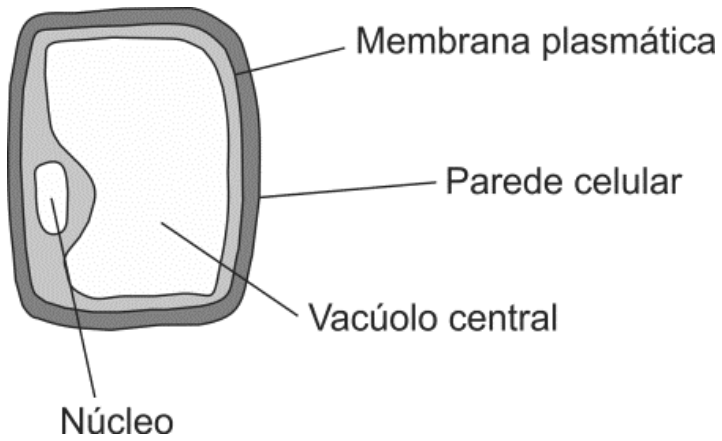 Esquema de uma célula vegetal jovem com indicações para Membrana plasmática, Parede celular, Vacúolo central e Núcleo.