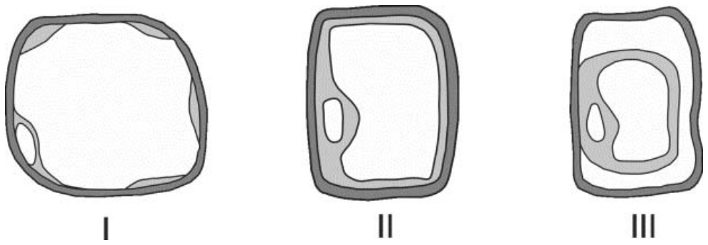 Três representações do aspecto celular identificadas pelos algarismos romanos I, II e III, mostrando diferentes estados de turgescência e plasmólise.
