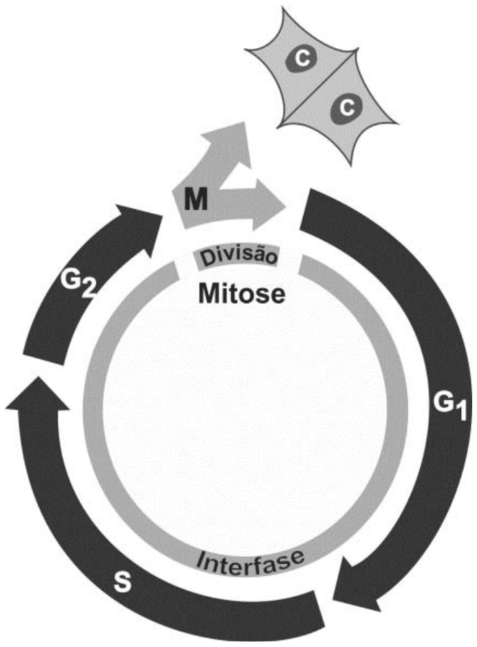 Diagrama circular do ciclo celular ilustrando a interfase, composta pelas fases G1, S e G2, e a fase de divisão celular, a mitose (M), que resulta em duas novas células identificadas pela letra C.