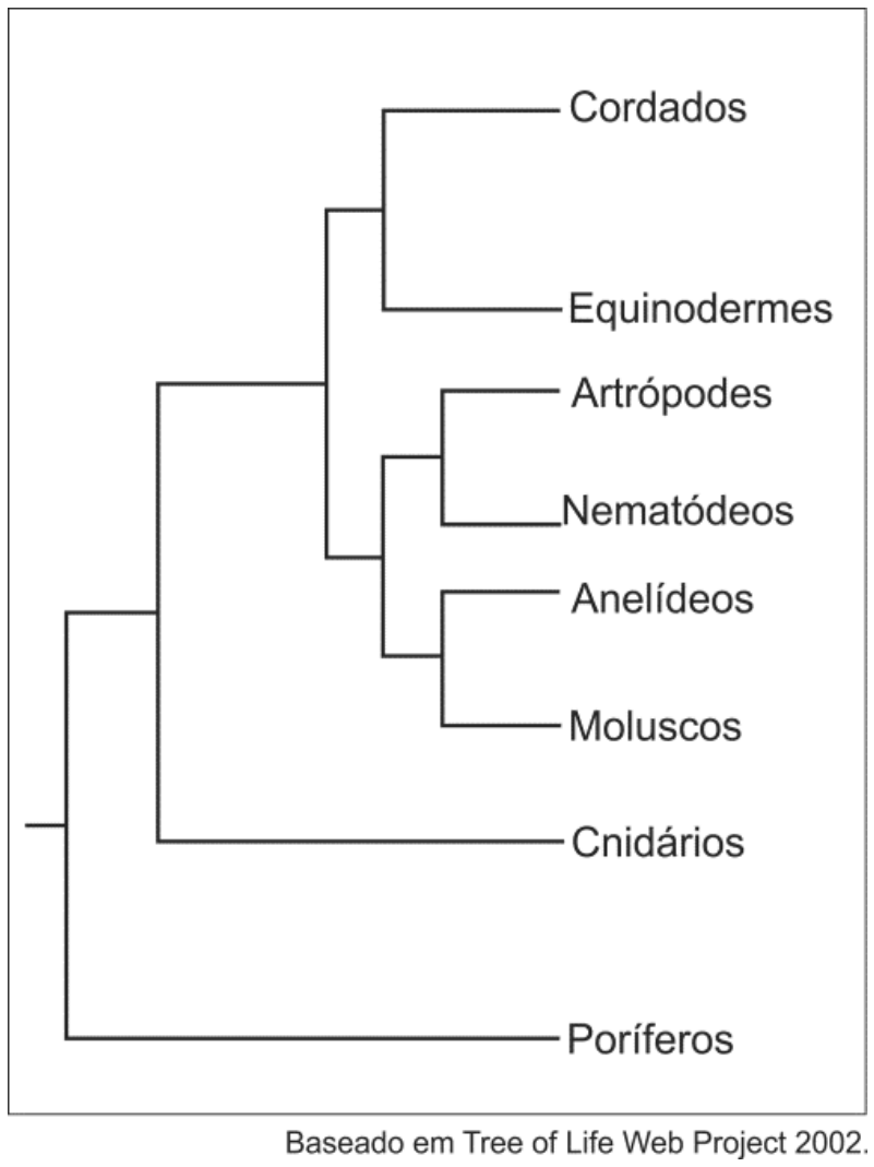 Cladograma com a hipótese de relações filogenéticas entre grupos de animais: da raiz partem os Poríferos, seguidos de Cnidários; o clado seguinte se divide em dois ramos principais: um contendo Cordados e Equinodermes (mais próximos entre si), e outro contendo Artrópodes, Nematódeos, Anelídeos e Moluscos.