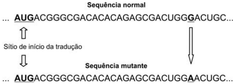 Esquema comparativo entre a sequência normal e a sequência mutante de RNA: a sequência normal apresenta "... AUGACGGGCGACACACACAGAGCGACUGGGACUGC..." e a mutante "... AUGACGGGCGACACACACAGAGCGACUGGAACUGC...". Na trinca AUG de ambas há setas indicando "Sítio de início da tradução", e uma seta vertical longa indica a mutação de uma base G (na normal) para uma base A (na mutante).