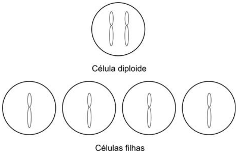 Esquema mostrando uma célula diploide contendo dois cromossomos e, abaixo dela, quatro células filhas resultantes de sua divisão, cada uma contendo um cromossomo.