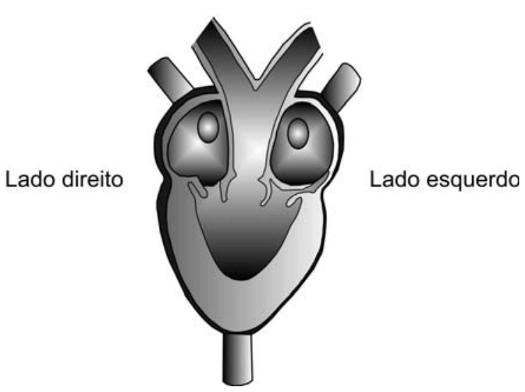 Esquema de um coração de sapo em corte longitudinal, com indicações de "Lado direito" e "Lado esquerdo", mostrando dois átrios e um único ventrículo.