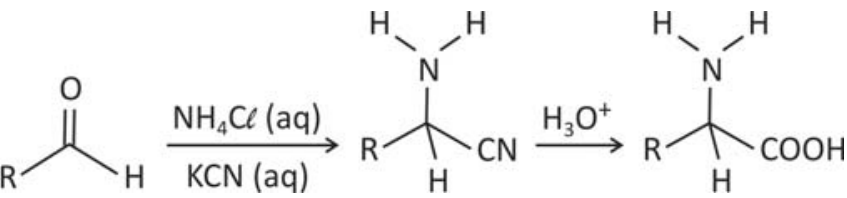 Sequência de reações: um aldeído de estrutura R–C(=O)–H reage com NH₄Cl (aq) e KCN (aq), formando R–CH(NH₂)–CN. Em seguida, sob ação de H₃O⁺, forma-se o aminoácido R–CH(NH₂)–COOH.