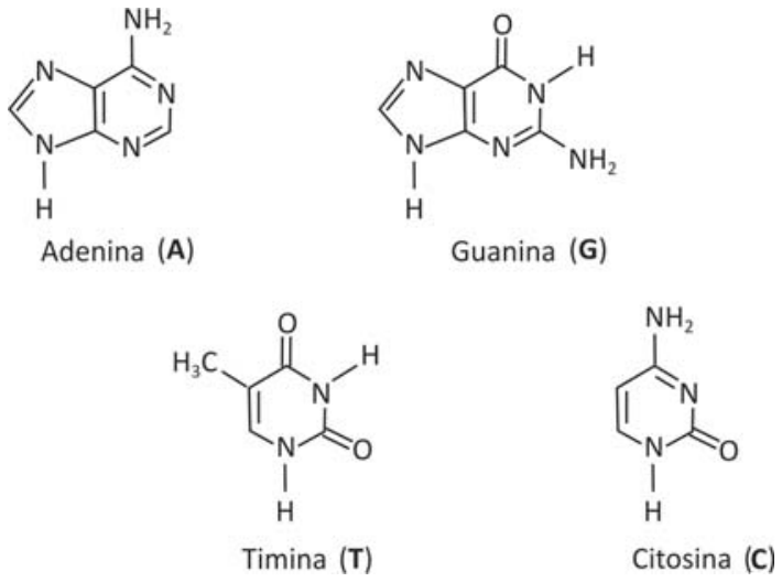 Fórmulas estruturais das bases nitrogenadas adenina (A), guanina (G), timina (T) e citosina (C).