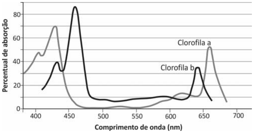 F1 Gráfico do percentual de absorção das clorofilas a e b em função do comprimento de onda da radiação eletromagnética, variando de 400 a 700 nm. O eixo vertical indica percentual de absorção de 0 a 80%. A curva de clorofila a apresenta picos próximos a 430 nm e 660 nm, e a de clorofila b apresenta picos próximos a 460 nm e 640 nm.