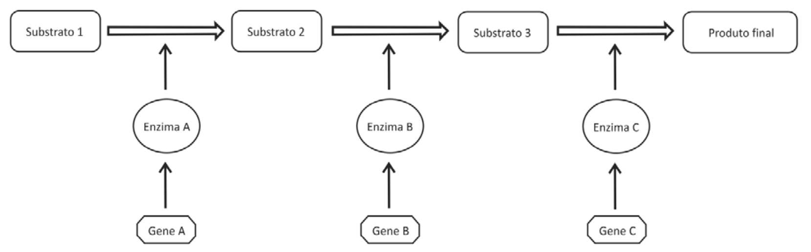 Esquema de uma via metabólica: o Gene A produz a Enzima A, que catalisa a conversão do Substrato 1 em Substrato 2; o Gene B produz a Enzima B, que catalisa a conversão do Substrato 2 em Substrato 3; o Gene C produz a Enzima C, que catalisa a conversão do Substrato 3 em Produto final.