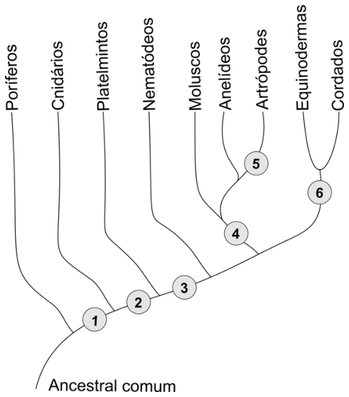 F1 Cladograma representando as relações filogenéticas entre Poríferos, Cnidários, Platelmintos, Nematódeos, Moluscos, Anelídeos, Artrópodes, Equinodermas e Cordados, a partir de um ancestral comum, com números de 1 a 6 indicando o surgimento de características evolutivas.