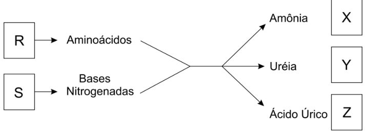 F1 Esquema mostrando o metabolismo de substâncias orgânicas representadas pelas caixas R e S, que dão origem respectivamente a aminoácidos e bases nitrogenadas. Essas substâncias convergem e depois se ramificam em setas apontando para as excretas amônia, ureia e ácido úrico. À direita, caixas com as letras X, Y e Z encontram-se alinhadas respectivamente a cada uma das excretas.