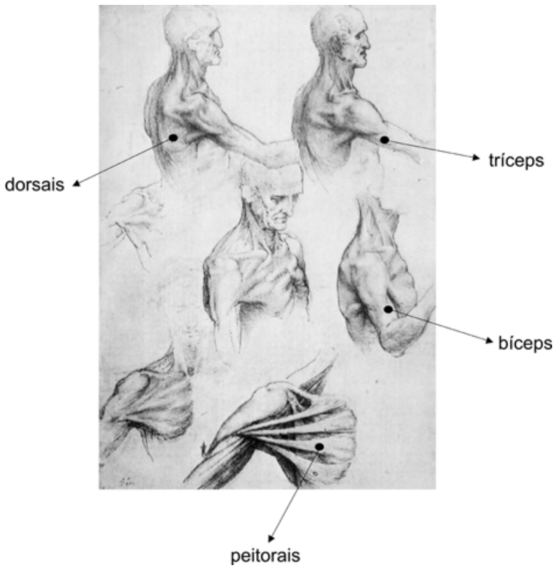 Estudos anatômicos de Leonardo da Vinci mostrando músculos do tronco, ombro e braço em várias posições, com setas e legendas apontando para dorsais, tríceps, bíceps e peitorais.
