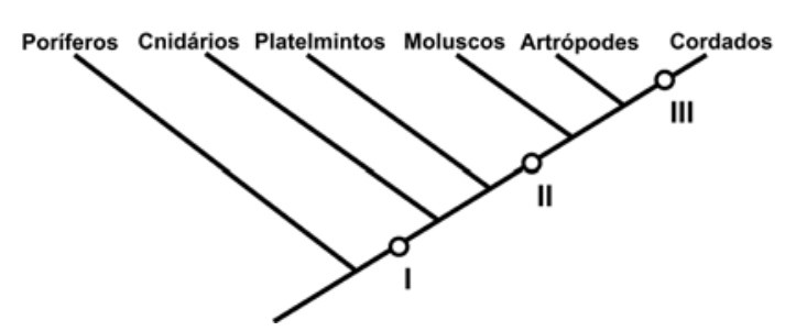 F1 Árvore filogenética com os filos Poríferos, Cnidários, Platelmintos, Moluscos, Artrópodes e Cordados, com marcações I entre Poríferos e Cnidários, II entre Platelmintos e Moluscos, e III no ramo dos Cordados.