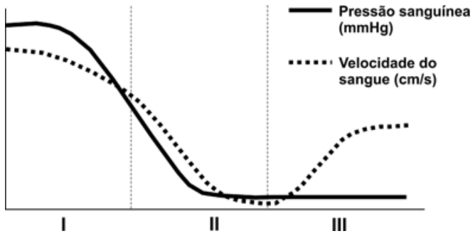 F1 Gráfico com eixos cartesianos mostrando a pressão sanguínea (linha contínua, em mmHg) e a velocidade do sangue (linha pontilhada, em cm/s) ao longo de três regiões delimitadas por linhas verticais tracejadas e identificadas como I, II e III. Na região I, a pressão sanguínea e a velocidade começam elevadas e sofrem grande queda. Na região II, a pressão atinge o nível mínimo e se estabiliza, enquanto a velocidade atinge seu valor mínimo e inicia uma recuperação. Na região III, a pressão permanece constante em nível mínimo, enquanto a velocidade sobe até atingir um patamar intermediário.