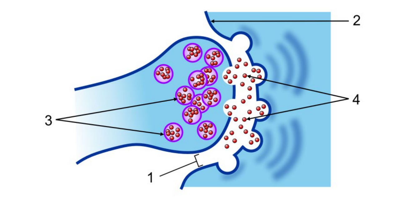 Esquema ilustrativo de uma sinapse química, mostrando o terminal axônico com vesículas sinápticas indicadas por 3, contendo moléculas de neurotransmissor indicadas por 4, as quais são liberadas no espaço entre as células indicado por 1 (fenda sináptica), em direção à membrana da célula seguinte indicada por 2.