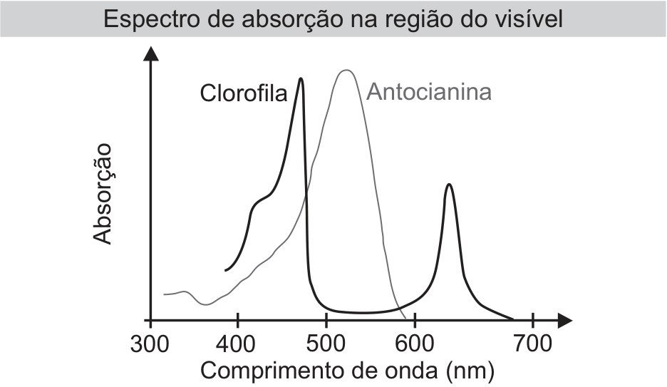 Gráfico “Espectro de absorção na região do visível”: absorção em função do comprimento de onda, de 300 a 700 nm. A curva da clorofila apresenta picos próximos de 470 e 630 nm; a da antocianina, um pico próximo de 520 nm.