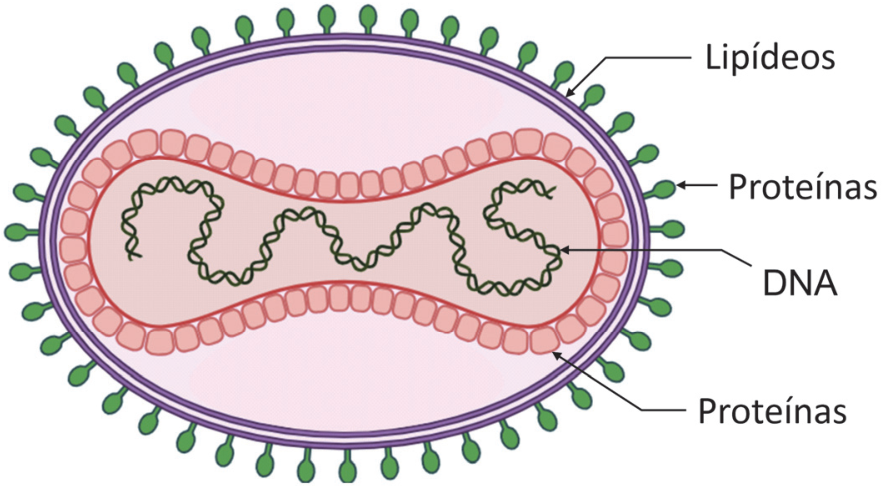 Esquema do vírus da mpox em corte, com formato oval. A camada externa é indicada como “Lipídeos”, e projeções na superfície são indicadas como “Proteínas”. No interior, uma estrutura de proteínas envolve um filamento sinuoso indicado como “DNA”.