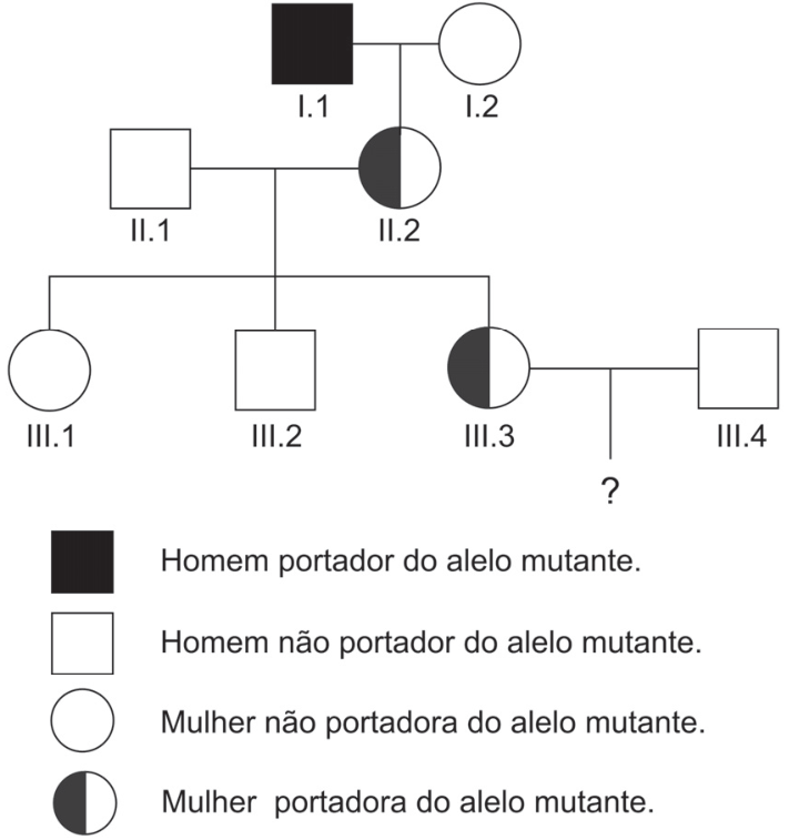 Genealogia de uma família com hemofilia B. I.1, homem portador do alelo mutante, e I.2, mulher não portadora do alelo mutante, são pais de II.2, mulher portadora do alelo mutante. II.2 e II.1, homem não portador do alelo mutante, têm três filhos: III.1, mulher não portadora do alelo mutante; III.2, homem não portador do alelo mutante; e III.3, mulher portadora do alelo mutante. III.3 forma um casal com III.4, homem não portador do alelo mutante; uma linha de descendência termina em um ponto de interrogação. Legenda: quadrado preenchido, Homem portador do alelo mutante.; quadrado vazio, Homem não portador do alelo mutante.; círculo vazio, Mulher não portadora do alelo mutante.; círculo com metade preenchida, Mulher portadora do alelo mutante.