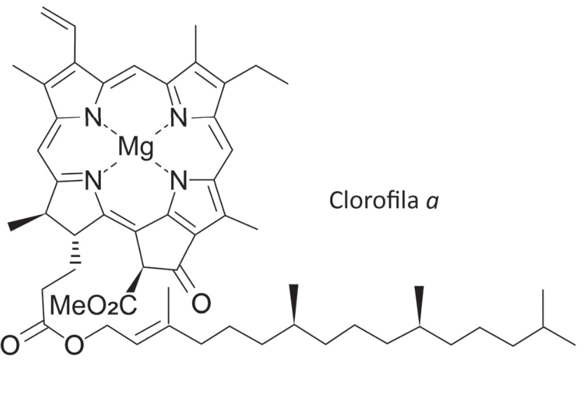 Estrutura molecular da clorofila a, representada por fórmula estrutural em bastão: um átomo central de Mg coordenado a quatro átomos de N em um sistema de anéis, com grupos laterais, átomos de O, o grupo MeO₂C e uma longa cadeia carbônica ramificada. À direita, lê-se “Clorofila a”.