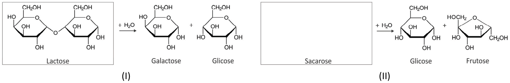 Dois esquemas de hidrólise, identificados por (I) e (II), com estruturas cíclicas dos açúcares em projeções de Haworth. Em (I), um quadro com o rótulo “Lactose” contém dois anéis de seis membros unidos por um átomo de oxigênio; uma seta para a direita, com “+ H₂O” acima, leva às estruturas separadas rotuladas “Galactose” e “Glicose”, com um sinal de adição entre elas. Em (II), um quadro vazio rotulado “Sacarose” é seguido de uma seta para a direita, com “+ H₂O” acima, que leva às estruturas rotuladas “Glicose” e “Frutose”, separadas por um sinal de adição. A glicose apresenta anel de seis membros e a frutose, de cinco membros. As estruturas mostram os oxigênios dos anéis e os substituintes OH, HO, CH₂OH e HOCH₂, com suas orientações indicadas pelas ligações.