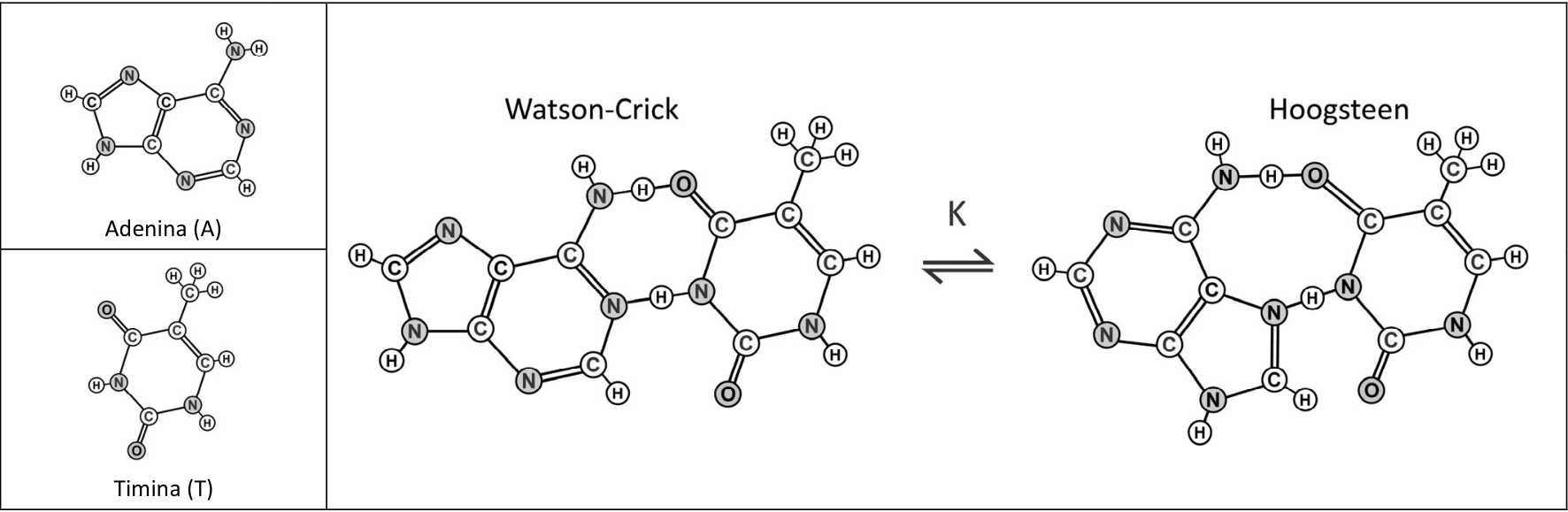 Esquema das estruturas moleculares e dos pareamentos das bases nitrogenadas. À esquerda, as fórmulas estruturais da Adenina (A), com dois anéis fundidos e um grupo amino, e da Timina (T), com um anel, duas carbonilas e um grupo metila. À direita, as estruturas de adenina e timina aparecem pareadas nos modelos Watson-Crick e Hoogsteen, com os átomos C, N, O e H explicitados. No modelo Watson-Crick, o grupo amino da adenina está voltado para uma carbonila da timina, e um nitrogênio do anel da adenina está voltado para o grupo N–H da timina. No modelo Hoogsteen, a adenina apresenta outra orientação em relação à timina. Entre os dois modelos há uma seta de equilíbrio, com K acima.