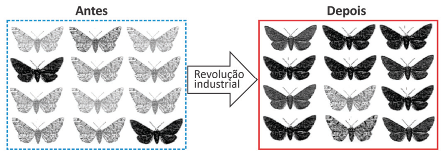 Esquema comparativo da distribuição de mariposas claras e escuras: à esquerda, sob o título "Antes" em um quadro pontilhado azul, há um grupo de 12 mariposas, a grande maioria clara e poucas escuras. Uma seta apontando para a direita com o texto "Revolução industrial" conduz ao quadro "Depois" contornado em vermelho, com 12 mariposas, a grande maioria escura e poucas claras.