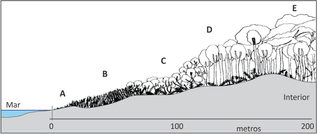 Perfil de vegetação de restinga entre o mar, à esquerda, e o interior, à direita. Uma escala horizontal em metros marca 0, 100 e 200. As zonas A, B, C, D e E se sucedem do litoral para o interior, com vegetação inicialmente baixa, seguida por arbustos e árvores progressivamente mais altas. O terreno apresenta ondulações e uma elevação sob as zonas D e E.