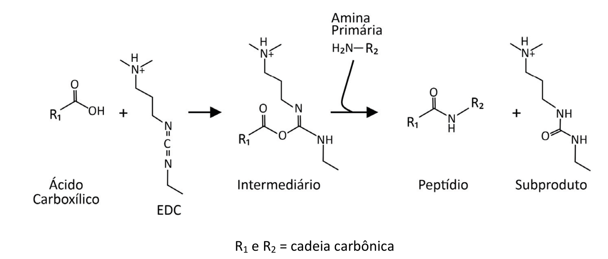 Esquema da reação de acoplamento com EDC: ácido carboxílico e EDC formam um intermediário, que reage com amina primária para formar o peptídeo e um subproduto derivado de ureia. Abaixo, indica-se que R1 e R2 são cadeias carbônicas.