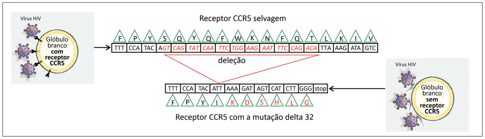 Esquema ilustrando a interação do vírus HIV com o glóbulo branco via receptor CCR5 selvagem e o efeito da mutação delta 32. Acima, o glóbulo branco com o receptor CCR5 selvagem permite a ligação do HIV; mostra-se a sequência de trincas de nucleotídeos e os respectivos aminoácidos codificados, com um segmento destacado em vermelho indicando a região de deleção. Abaixo, a sequência resultante com a mutação delta 32 exibe alteração no quadro de leitura e o surgimento de um códon de parada precoce (stop), resultando em glóbulo branco sem receptor CCR5, ao qual o vírus HIV não consegue se ligar.