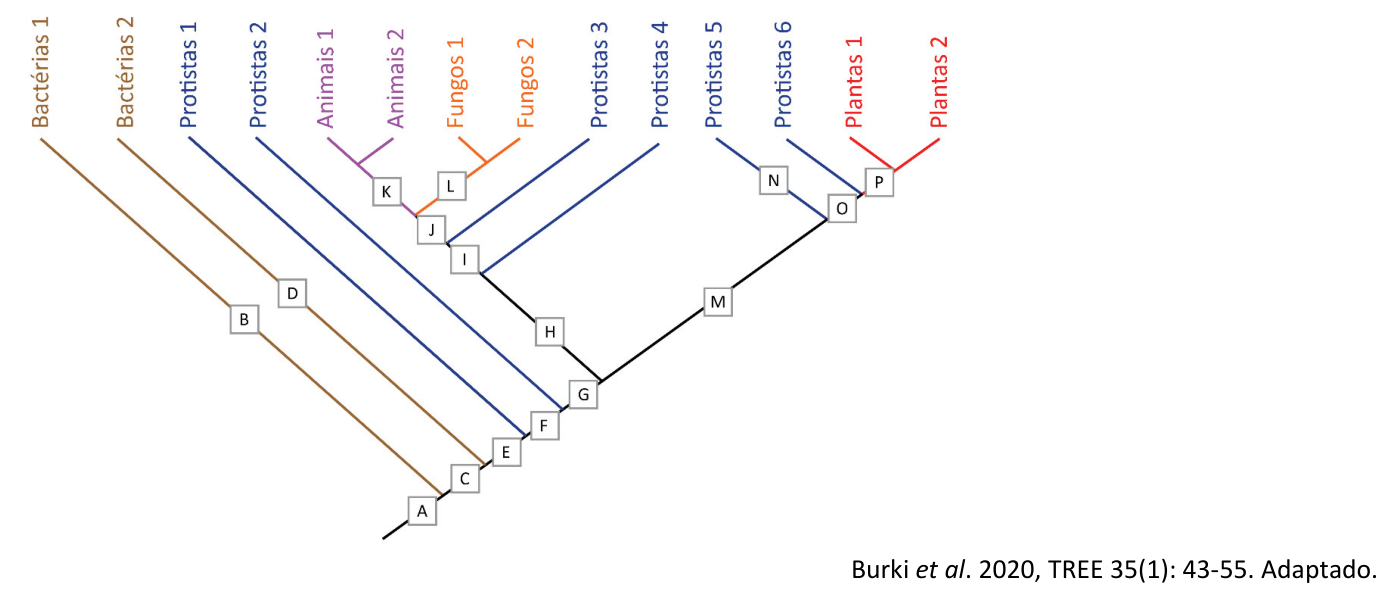 Cladograma com pontos de A a P representando eventos evolutivos e ramificações que originam Bactérias 1 e 2, Protistas 1 a 6, Animais 1 e 2, Fungos 1 e 2 e Plantas 1 e 2.