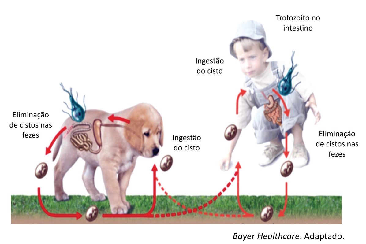 F1 Esquema ilustrativo do ciclo de vida da giárdia envolvendo um filhote de cão e uma criança sobre um gramado. O esquema mostra a eliminação de cistos nas fezes no ambiente, a ingestão do cisto (com setas indicando transmissão dentro da mesma espécie e setas tracejadas indicando transmissão cruzada entre cão e humano) e a presença do trofozoíto flagelado no intestino.